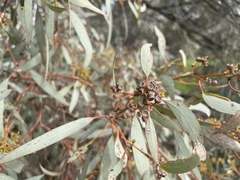 Eucalyptus largiflorens