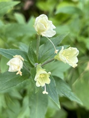Epilobium luteum