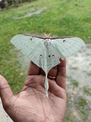 Actias