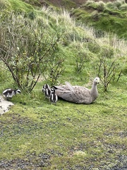 Cereopsis novaehollandiae