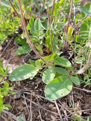 Anthyllis vulneraria polyphylla