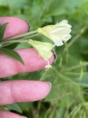 Epilobium luteum