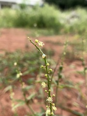 Croton bonplandianus