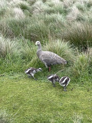 Cereopsis novaehollandiae