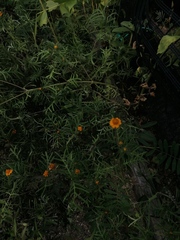 Melampodium linearilobum