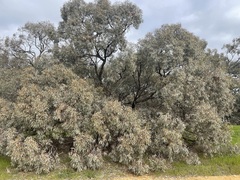 Eucalyptus largiflorens