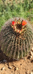 Ferocactus wislizeni