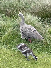 Cereopsis novaehollandiae