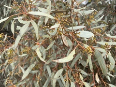 Eucalyptus largiflorens