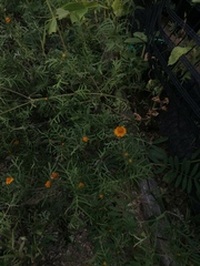 Melampodium linearilobum