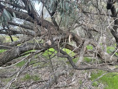 Eucalyptus largiflorens