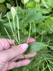Epilobium luteum