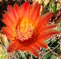 Ferocactus wislizeni