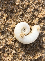 Spirula spirula