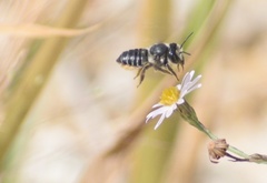 Megachile