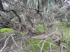 Eucalyptus largiflorens