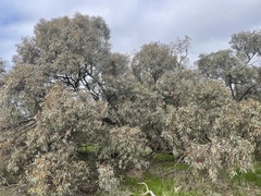 Eucalyptus largiflorens
