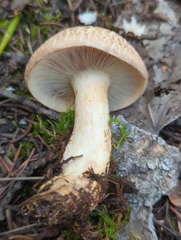 Lactarius montanus