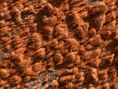 Trentepohlia aurea
