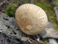 Lactarius montanus