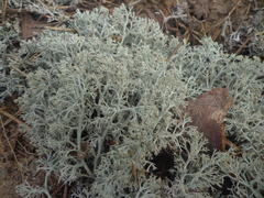 Cladonia arbuscula