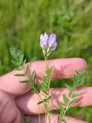 Astragalus danicus