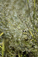 Artemisia dracunculus glauca