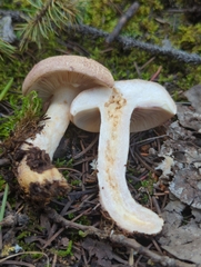 Lactarius montanus