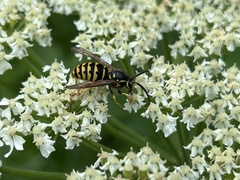 Dolichovespula arenaria