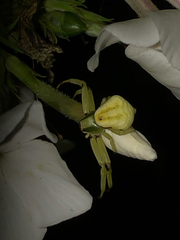 Misumenoides formosipes