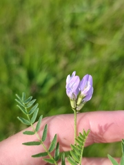 Astragalus danicus