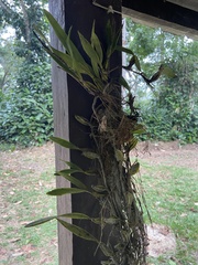 Bulbophyllum