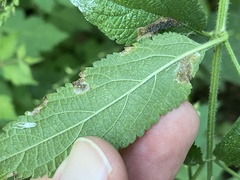 Calycomyza verbenae