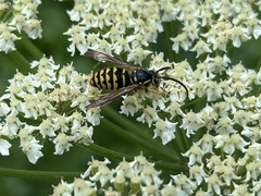 Dolichovespula arenaria