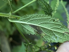 Calycomyza verbenae