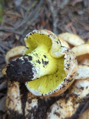 Hypomyces luteovirens