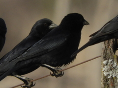 Molothrus rufoaxillaris