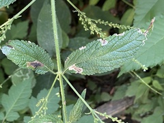 Calycomyza verbenae