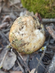 Hypomyces luteovirens