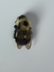 Bombus vagans