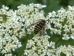 Dolichovespula arenaria