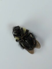 Bombus vagans