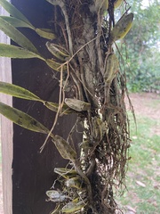 Bulbophyllum