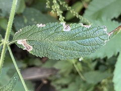 Calycomyza verbenae