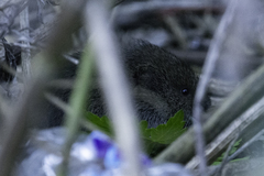 Microtus pennsylvanicus
