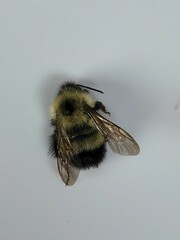 Bombus vagans