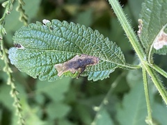 Calycomyza verbenae
