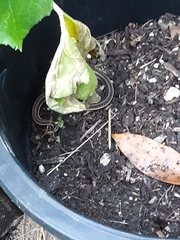 Thamnophis ordinoides