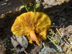 Calocybe naucoria