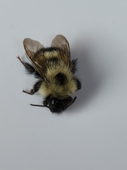 Bombus vagans